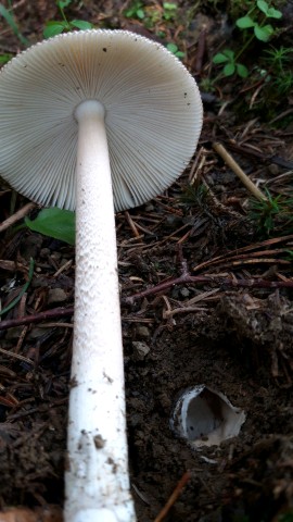 Amanita spadicea