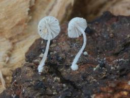 Mycena corynephora