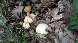 Pseudoboletus parasiticus