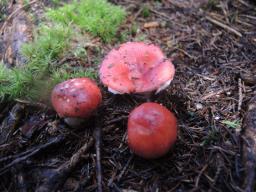 Russula hydrophila