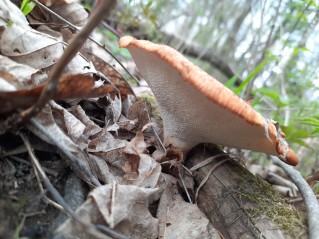 Polyporus tuberaster