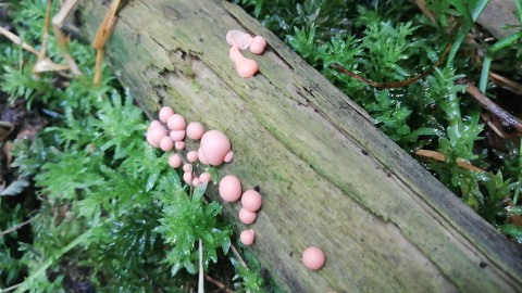 Lycogala epidendrum