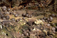 Lycogala epidendrum