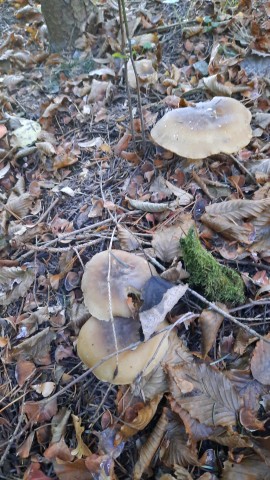 Clitocybe nebularis