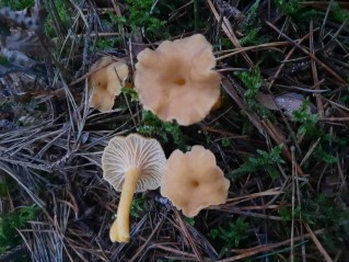 Craterellus tubaeformis