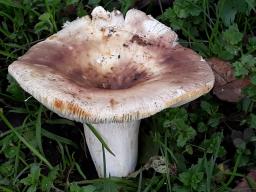 Russula pallidospora