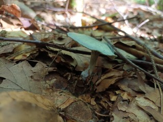 Clitocybe odora