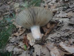 Russula nigricans