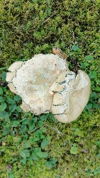 Lactarius deterrimus