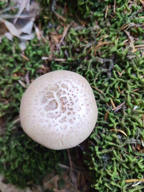 Neolentinus lepideus