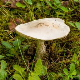Amanita strobiliformis