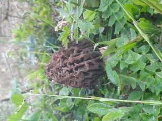 Morchella deliciosa