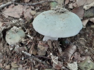 Russula virescens