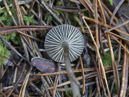 Omphaliaster asterosporus