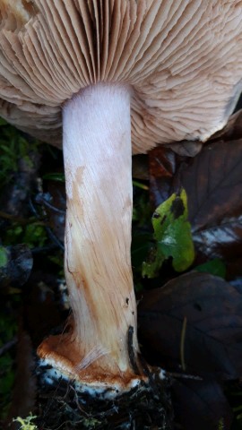 Cortinarius