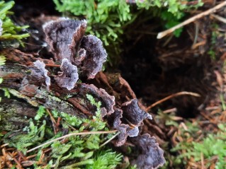 Thelephora terrestris