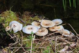 Lentinus tigrinus