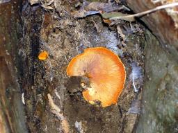 Hygrophoropsis aurantiaca