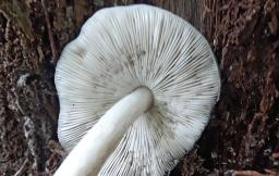 Pluteus salicinus