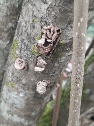 Encoelia furfuracea