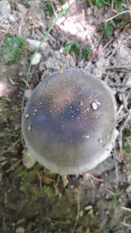 Russula grisea