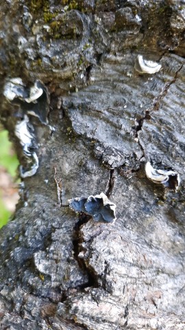 Auricularia mesenterica