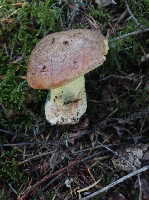 Butyriboletus appendiculatus