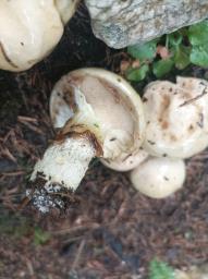 Suillus viscidus