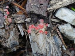 Lycogala epidendrum