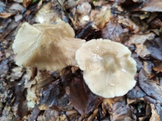 Entoloma rhodopolium