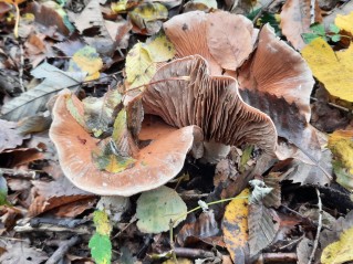 Cortinarius praestans