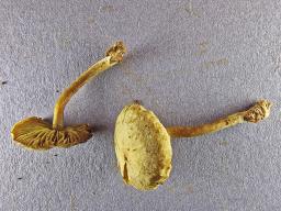 Callistosporium luteo-olivaceum