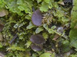 Ionopezia gerardii