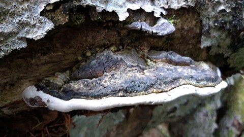 Ganoderma adspersum