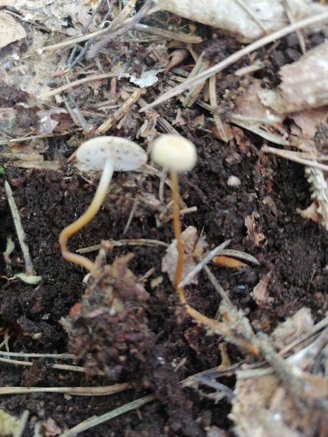 Strobilurus tenacellus