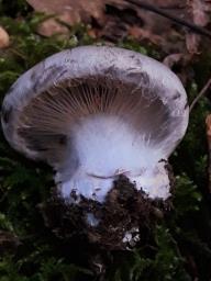 Cortinarius traganus