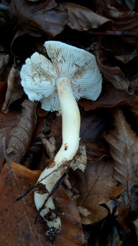 Tricholoma