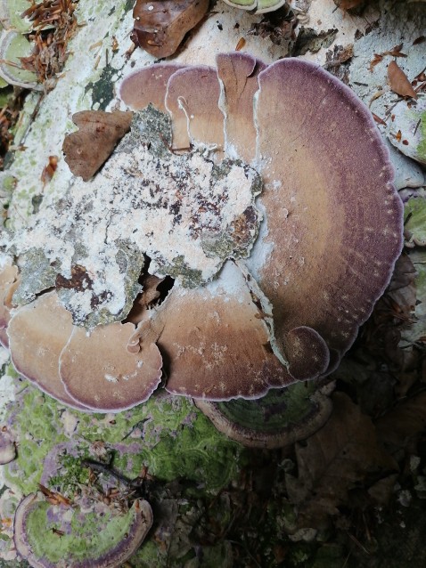 Trichaptum biforme