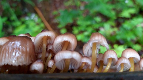 Mycena renati