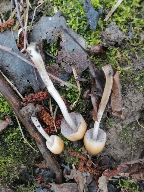 Coprinellus micaceus