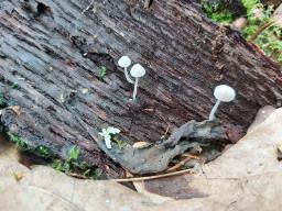 Mycena corynephora