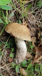 Leccinellum pseudoscabrum