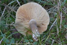 Lactarius picinus