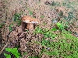 Gyroporus castaneus