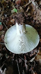 Lactifluus vellereus