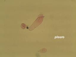 Parasola plicatilis