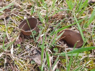Dissingia leucomelaena