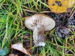 Lactarius turpis