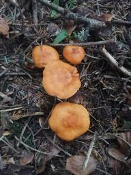 Lactarius aurantiacus