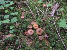 Cortinarius fulvescens